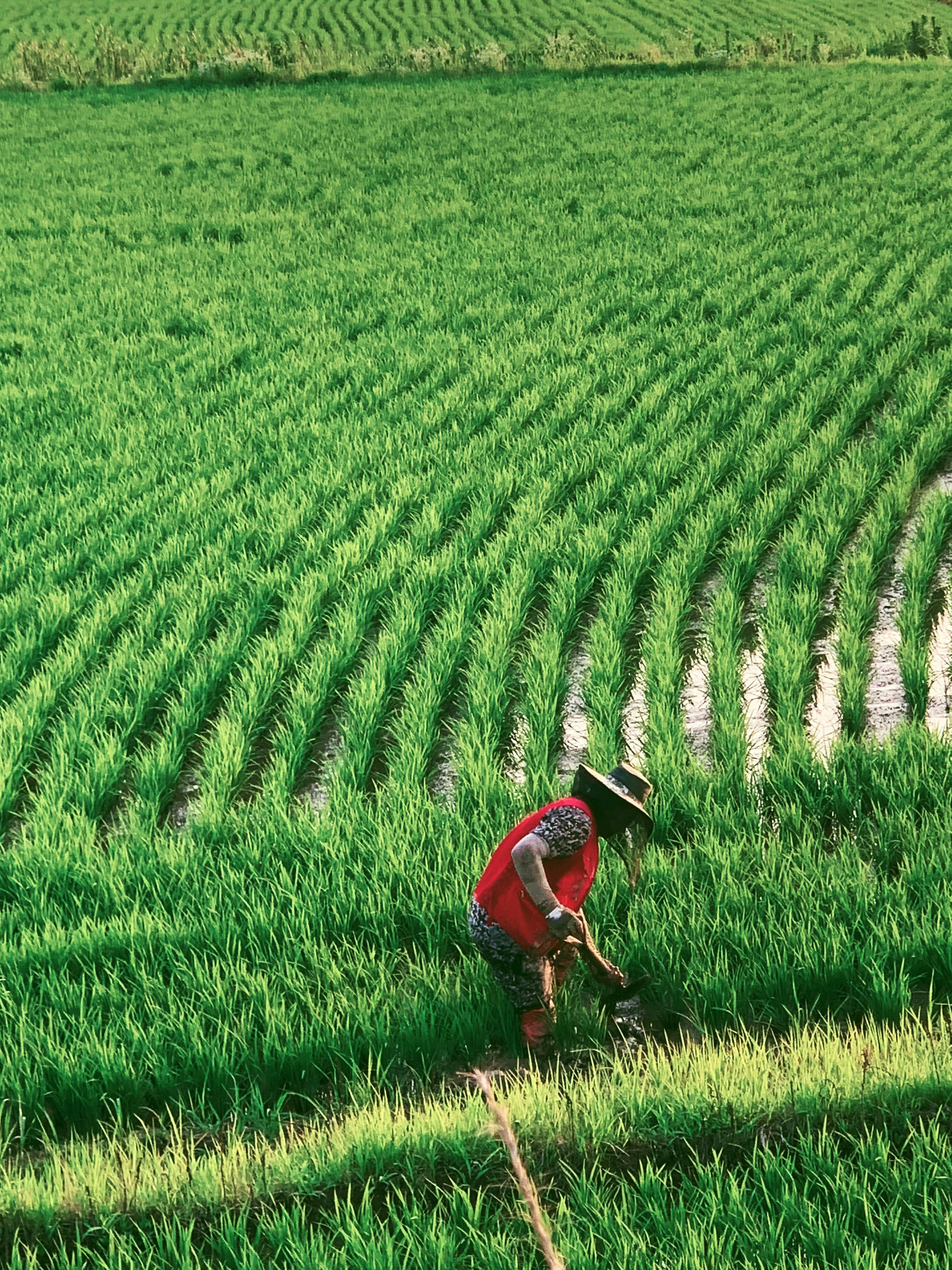 CV Siliwangi Agro Mandiri